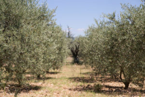 poda-del-olivo